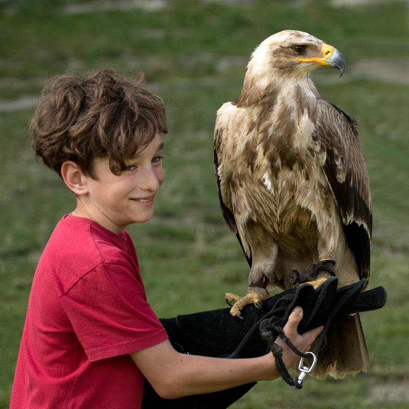 ANIMAL SHOWS